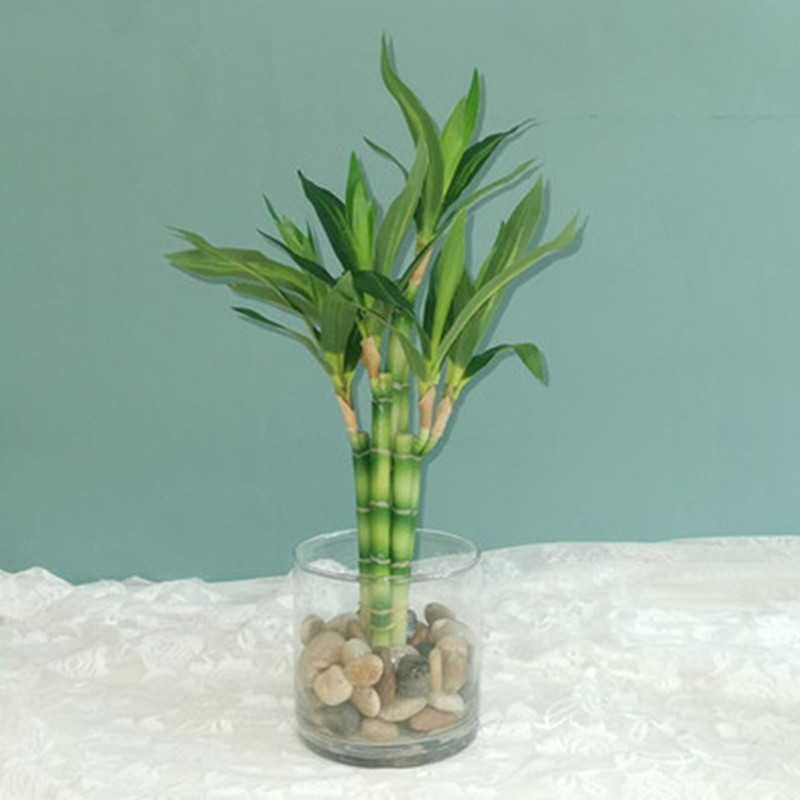 Marine Aquarium Tanks - Yeni 40 cm rFtificial Şanslı Bambu