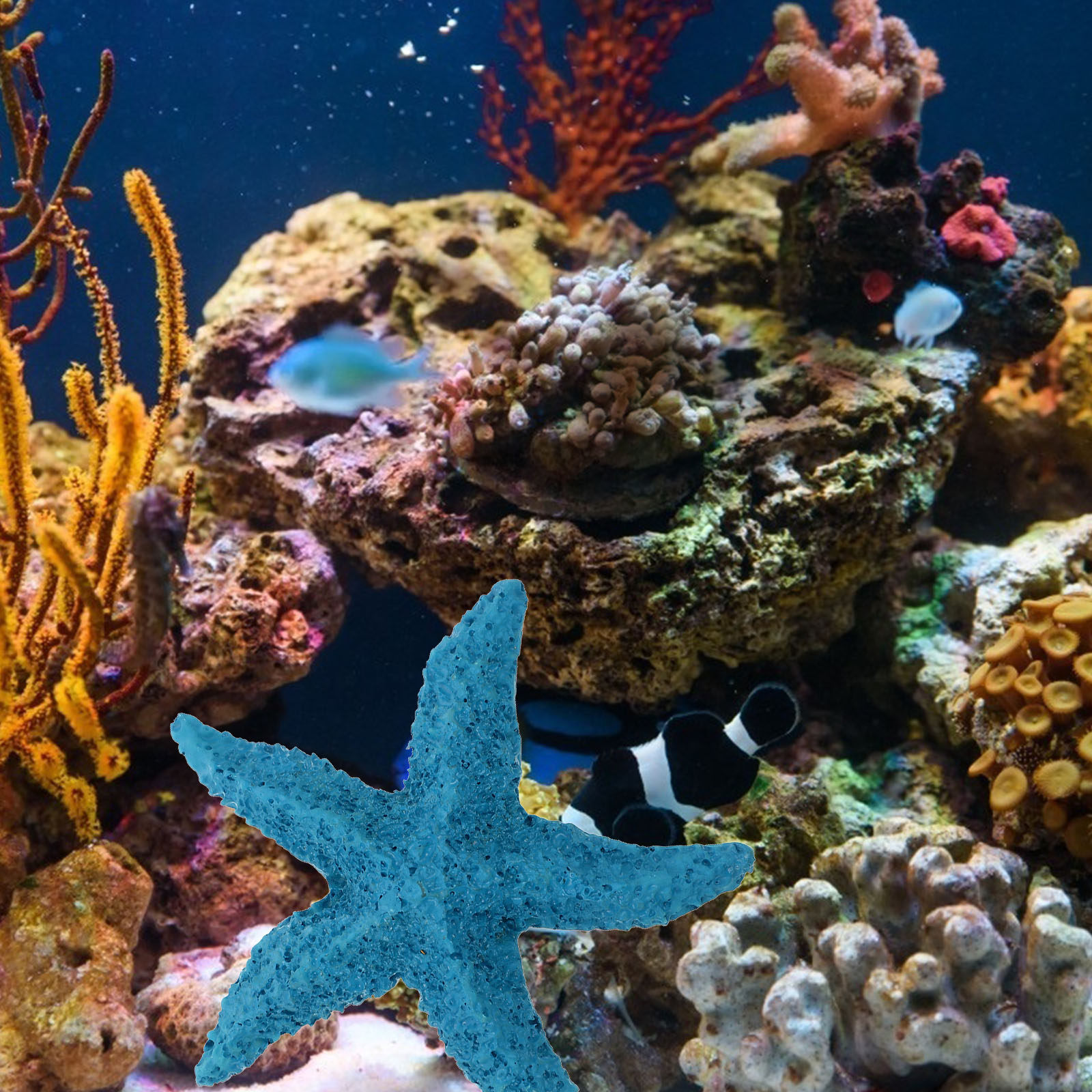 2 Adet Deniz Hayvanları Süsü R - Marine Aquarium Home incelemesi ve fiyatı