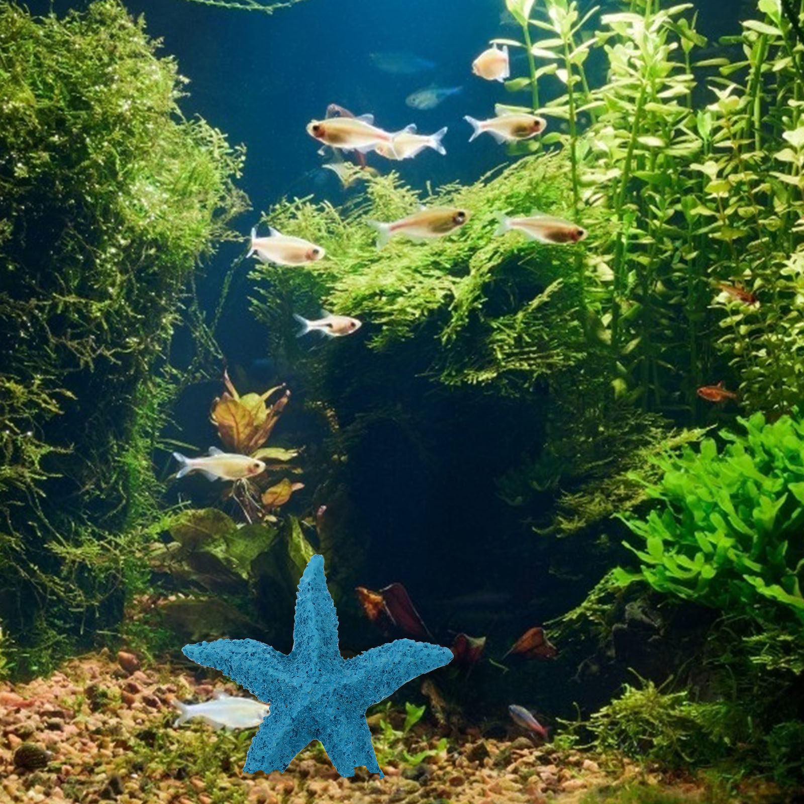 2 Adet Deniz Hayvanları Süsü R - Marine Aquarium Home incelemesi ve fiyatı